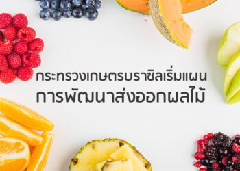 กระทรวงเกษตรบราซิลเริ่มแผนการพัฒนาส่งออกผลไม้