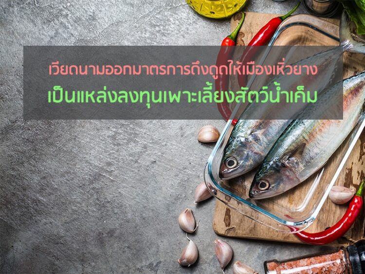 เวียดนามออกมาตรการดึงดูดให้เมืองเหิ่วยางเป็นแหล่งลงทุนเพาะเลี้ยงสัตว์น้ำเค็ม