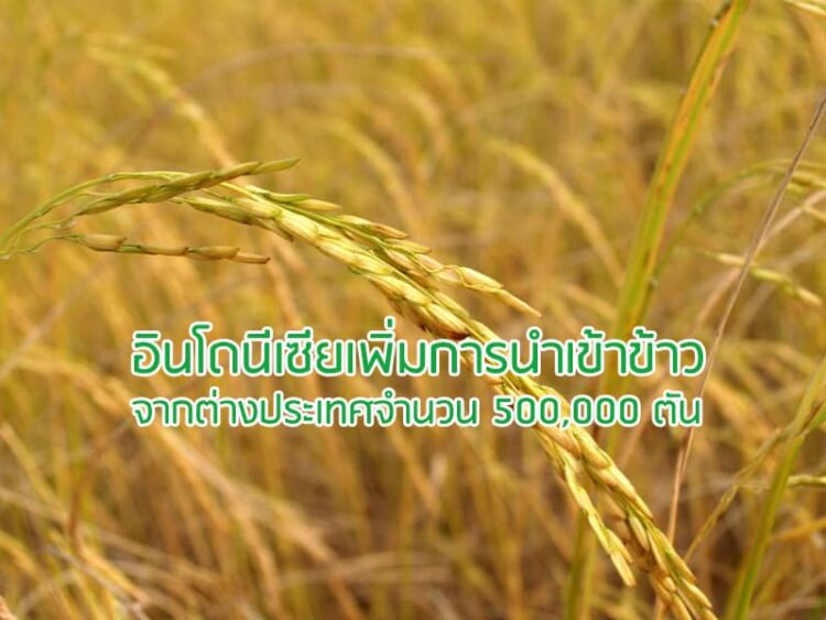 อินโดนีเซียเพิ่มการนำเข้าข้าวจากต่างประเทศจำนวน 500,000 ตัน