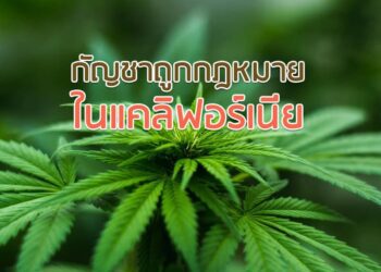 กัญชาถูกกฎหมายในแคลิฟอร์เนีย