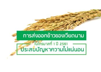 การส่งออกข้าวของเวียดนามในไตรมาสที่ 1 ปี 2561 ประสบปัญหาความไม่แน่นอน