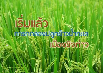 เริ่มแล้ว การทดลองปลูกข้าวน้ำทะเล เมืองชิงต่าว