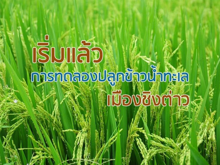 เริ่มแล้ว การทดลองปลูกข้าวน้ำทะเล เมืองชิงต่าว