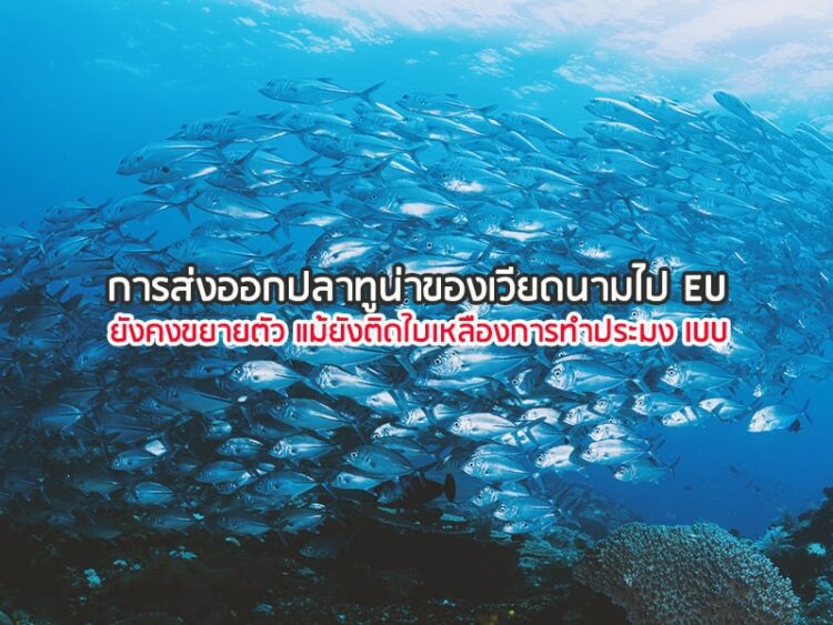 การส่งออกปลาทูน่าของเวียดนามไป EU ยังคงขยายตัว แม้ยังติดใบเหลืองการทําประมง IUU