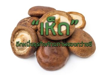 “เห็ด” อีกหนึ่งธุรกิจศักยภาพของกว่างซี