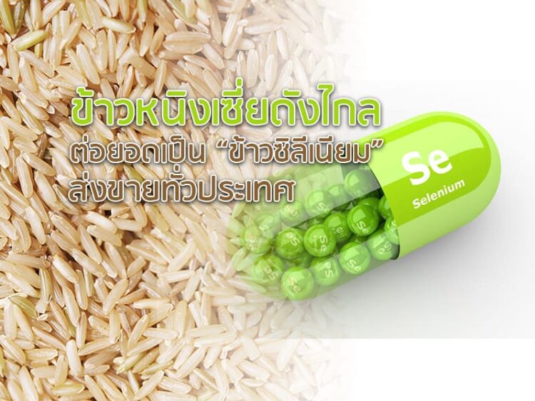 ข้าวหนิงเซี่ยดังไกล ต่อยอดเป็น “ข้าวซิลีเนียม” ส่งขายทั่วประเทศ