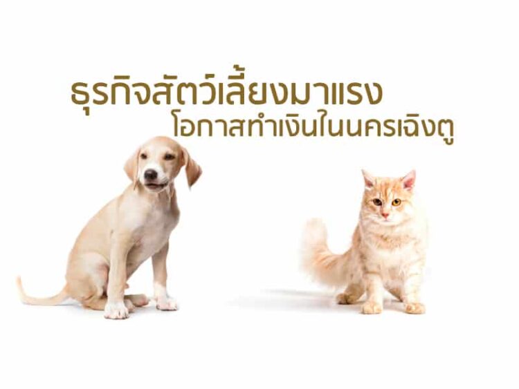 ธุรกิจสัตว์เลี้ยงมาแรง โอกาสทำเงินในนครเฉิงตู