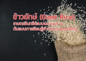 ข้าวยักษ์ (Giant Rice) : เกษตรอินทรีย์แบบผสมผสาน ต้นแบบการเรียนรู้สำหรับเกษตรกรไทย