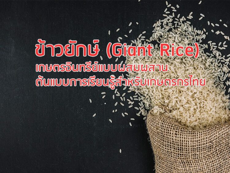 ข้าวยักษ์ (Giant Rice) : เกษตรอินทรีย์แบบผสมผสาน ต้นแบบการเรียนรู้สำหรับเกษตรกรไทย