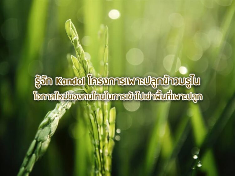 รู้จัก Kandol โครงการเพาะปลูกข้าวบรูไน โอกาสใหม่ของคนไทยในการเข้าไปเช่าพื้นที่เพาะปลูก