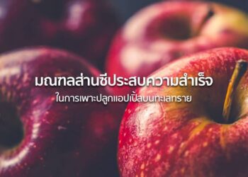 มณฑลส่านซีประสบความสำเร็จในการเพาะปลูกแอปเปิ้ลบนทะเลทราย