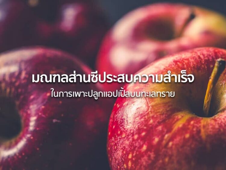 มณฑลส่านซีประสบความสำเร็จในการเพาะปลูกแอปเปิ้ลบนทะเลทราย