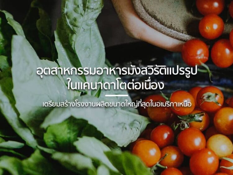 มณฑลส่านซีประสบความสำเร็จในการเพาะปลูกแอปเปิ้ลบนทะเลทราย