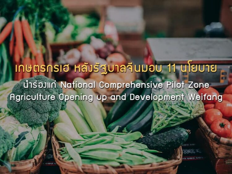 เกษตรกรเฮ หลังรัฐบาลจีนมอบ 11 นโยบาย นำร่องแก่ National Comprehensive Pilot Zone Agriculture Opening up and Development Weifang