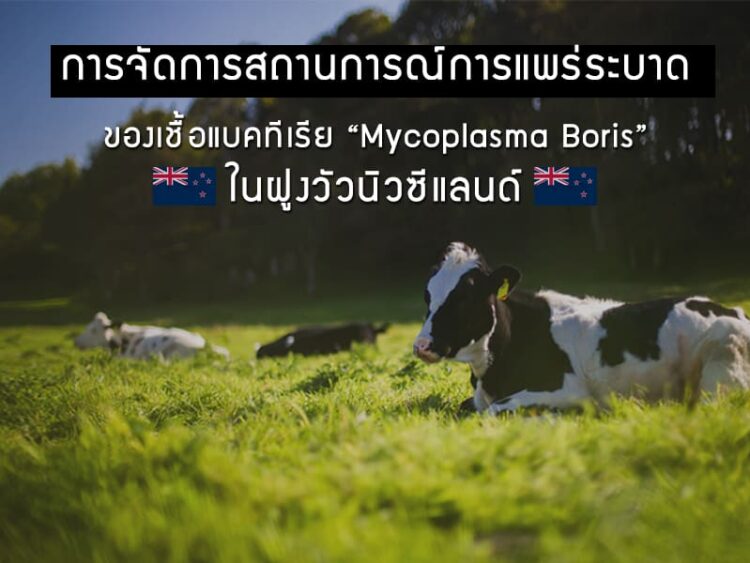 การจัดการสถานการณ์การแพร่ระบาดของเชื้อแบคทีเรีย Mycoplasma Boris ในฝูงวัวนิวซีแลนด์