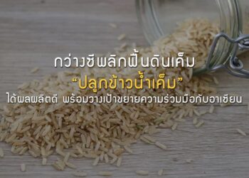 กว่างซีพลิกฟื้นดินเค็ม “ปลูกข้าวน้ำเค็ม” ได้ผลผลิตดี พร้อมวางเป้าขยายความร่วมมือกับอาเซียน