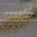 กว่างซีพลิกฟื้นดินเค็ม “ปลูกข้าวน้ำเค็ม” ได้ผลผลิตดี พร้อมวางเป้าขยายความร่วมมือกับอาเซียน
