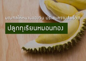 มณฑลไห่หนานของจีน ประสบความสำเร็จปลูกทุเรียนหมอนทอง ผลจากการนำต้นกล้าของเวียดนามเข้ามาปลูกในเดือน ต.ค. 2557
