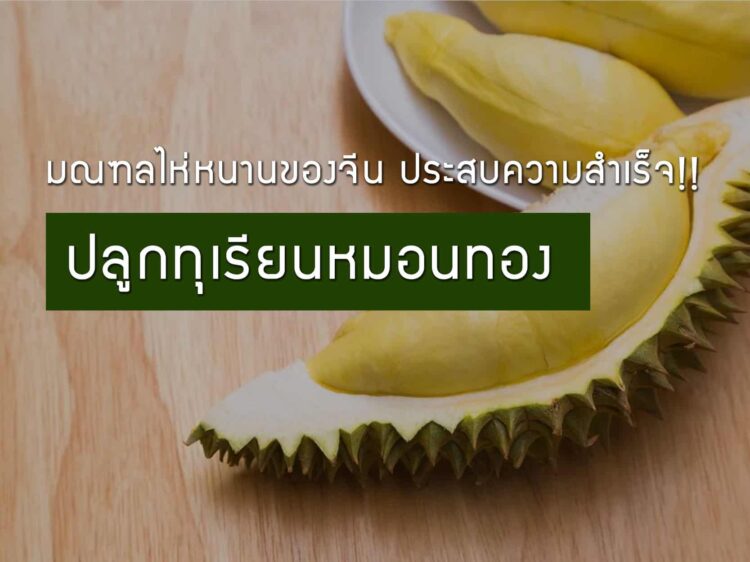 มณฑลไห่หนานของจีน ประสบความสำเร็จปลูกทุเรียนหมอนทอง ผลจากการนำต้นกล้าของเวียดนามเข้ามาปลูกในเดือน ต.ค. 2557