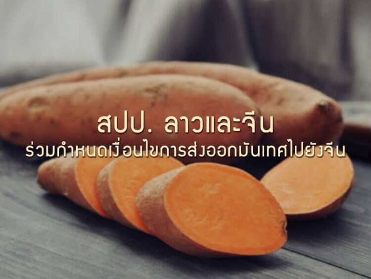 สปป. ลาวและจีนร่วมกําหนดเงื่อนไขการส่งออกมันเทศไปยังจีน