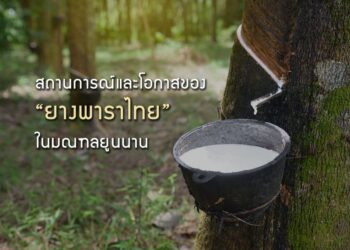 สถานการณ์และความท้าทายของยางพาราไทยในมณฑลยูนนาน