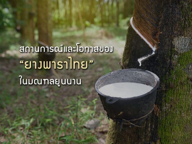 สถานการณ์และความท้าทายของยางพาราไทยในมณฑลยูนนาน