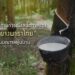 สถานการณ์และความท้าทายของยางพาราไทยในมณฑลยูนนาน