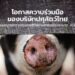โอกาสความร่วมมือของบริษัทปศุสัตว์ไทยในมณฑลกวางตุ้งภายใต้สถานการณ์โรคระบาด ASF