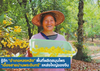 รู้จัก “อําเภอหลงหลิง” พื้นที่ผลิตสมุนไพร “เอื้องสายม่านพระอินทร์” แหล่งใหญ่ของจีน