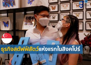 ธุรกิจสตัฟฟ์สัตว์ (Taxidermy) โอกาสใหม่ในสิงคโปร์