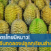 มณฑลกวางตุ้งปลูกทุเรียนสําเร็จ อนาคตตลาดทุเรียนที่ไทยต้องจับตามอง 