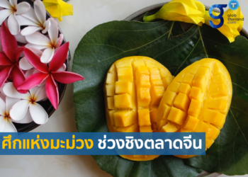 โอกาสและความท้าทายของมะม่วงไทยในตลาดจีน