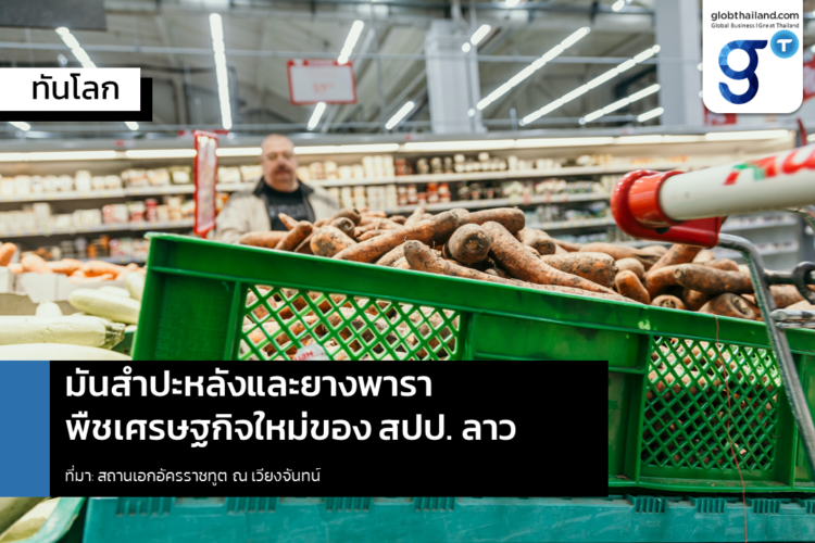 มันสำปะหลังและยางพารา พืชเศรษฐกิจใหม่ของ สปป. ลาว