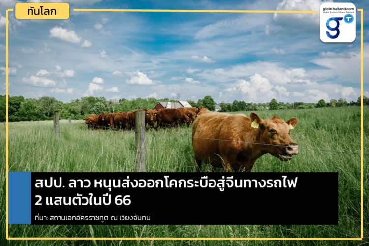 สปป. ลาวส่งเสริมเลี้ยงโคและกระบือเพื่อส่งออกไปจีน