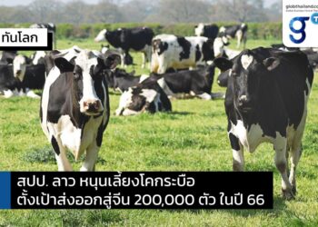 สปป. ลาวส่งเสริมเลี้ยงโคและกระบือเพื่อส่งออกไปจีน