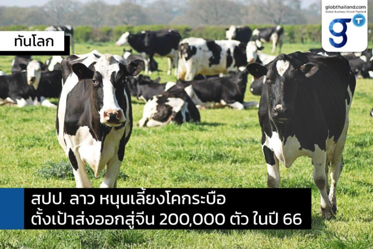 สปป. ลาวส่งเสริมเลี้ยงโคและกระบือเพื่อส่งออกไปจีน