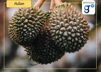 ทุเรียนไทยจะรับมืออย่างไร? เมื่อทุเรียนฟิลิปปินส์บุกตลาดจีน (ตอนที่ 1)