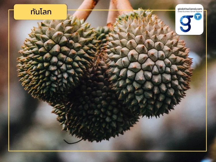 ทุเรียนไทยจะรับมืออย่างไร? เมื่อทุเรียนฟิลิปปินส์บุกตลาดจีน (ตอนที่ 1)