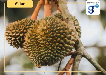 ทุเรียนไทยจะรับมืออย่างไร? เมื่อทุเรียนฟิลิปปินส์บุกตลาดจีน (ตอนที่ 2)