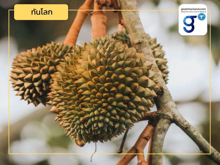 ทุเรียนไทยจะรับมืออย่างไร? เมื่อทุเรียนฟิลิปปินส์บุกตลาดจีน (ตอนที่ 2)