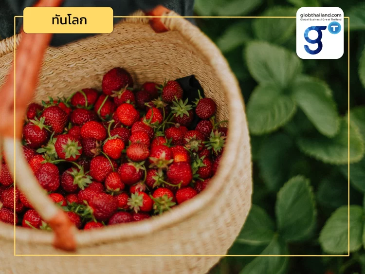 สุดปัง! สิงคโปร์พัฒนาพันธุ์สตรอว์เบอร์รีปลูกในอากาศร้อนชื้นรายแรกของโลก !