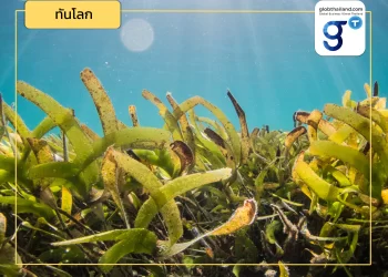 ซิดนีย์นำร่อง! นวัตกรรมบำบัดน้ำเสียด้วยสาหร่าย!