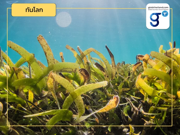 ซิดนีย์นำร่อง! นวัตกรรมบำบัดน้ำเสียด้วยสาหร่าย!