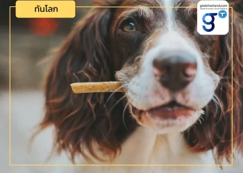 โปรตีนจากแมลง ทางเลือกใหม่ในตลาดอาหารสัตว์ของรัสเซีย