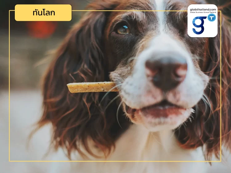 โปรตีนจากแมลง ทางเลือกใหม่ในตลาดอาหารสัตว์ของรัสเซีย