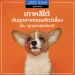 เกาหลีใต้พร้อม! ผลักดันอุตสาหกรรมที่เกี่ยวข้องกับสัตว์เลี้ยงให้เป็นอุตสาหกรรมยุทธศาสตร์ระดับชาติ 
