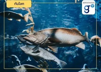 ชวนส่อง การเพาะเลี้ยงปลาแซลมอนและนวัตกรรมด้านการประมงที่ยั่งยืนของนอร์เวย์