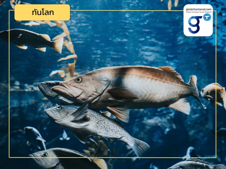 ชวนส่อง การเพาะเลี้ยงปลาแซลมอนและนวัตกรรมด้านการประมงที่ยั่งยืนของนอร์เวย์