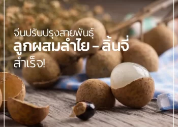 จีนปรับปรุงสายพันธุ์ลูกผสม ลำไยและลิ้นจี่ สำเร็จ !