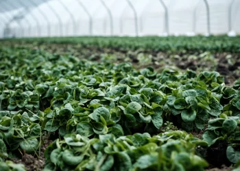 DiStar Fresh ฟาร์มผักระบบปิดที่การันตีผักปลอดเชื้อ รสชาติดี และมีความสุข